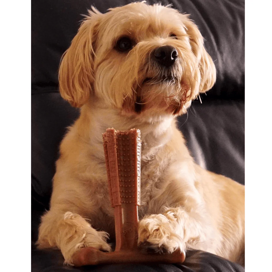 Bamboodles T-Bone Dog Chew - Roast Chicken - Image 6