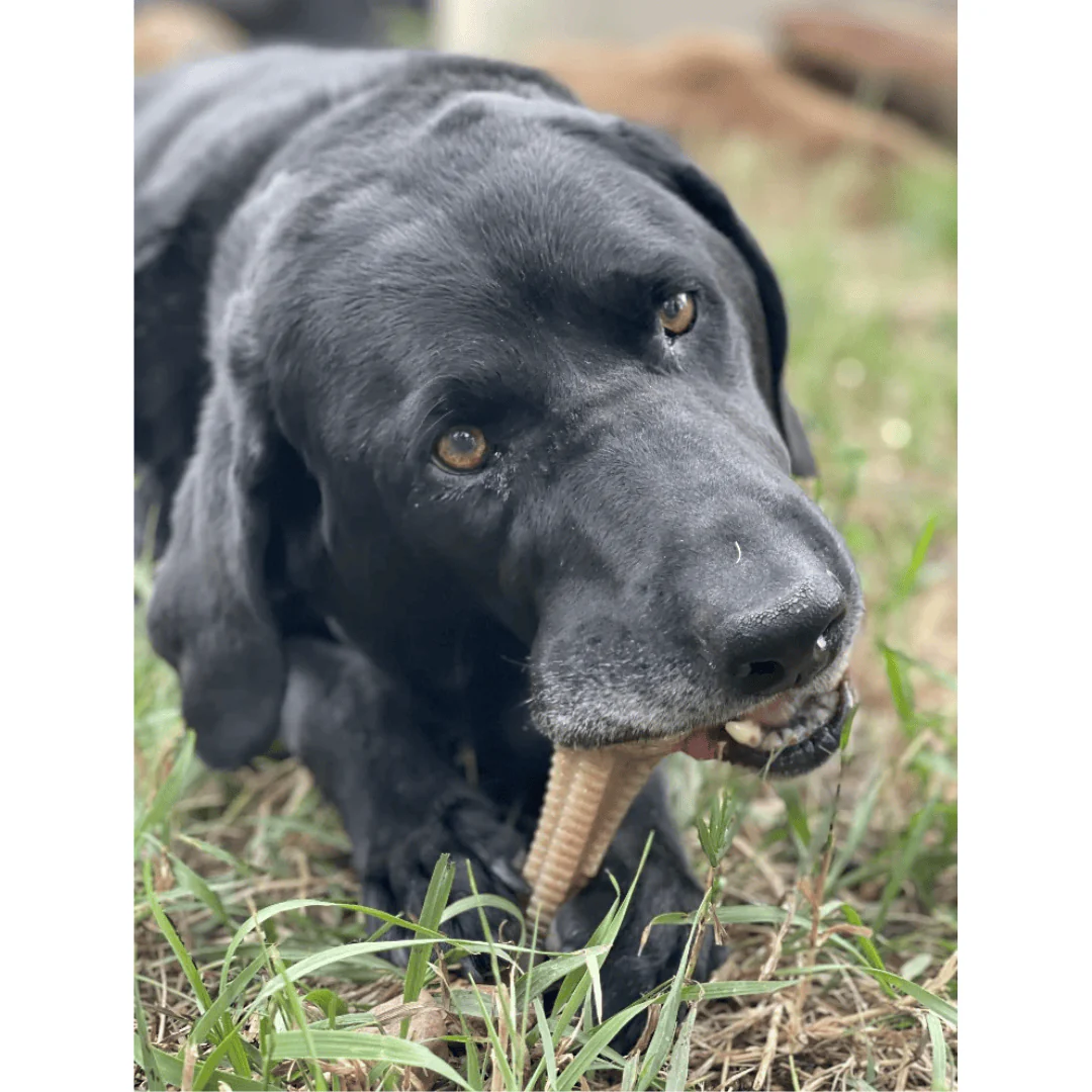 SodaPup Honey Ultra Durable Chew - Image 6